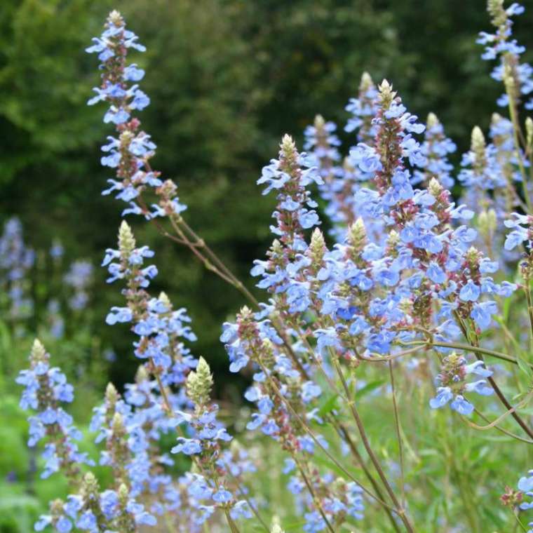 Salvia uliginosa'Ballon Azul'