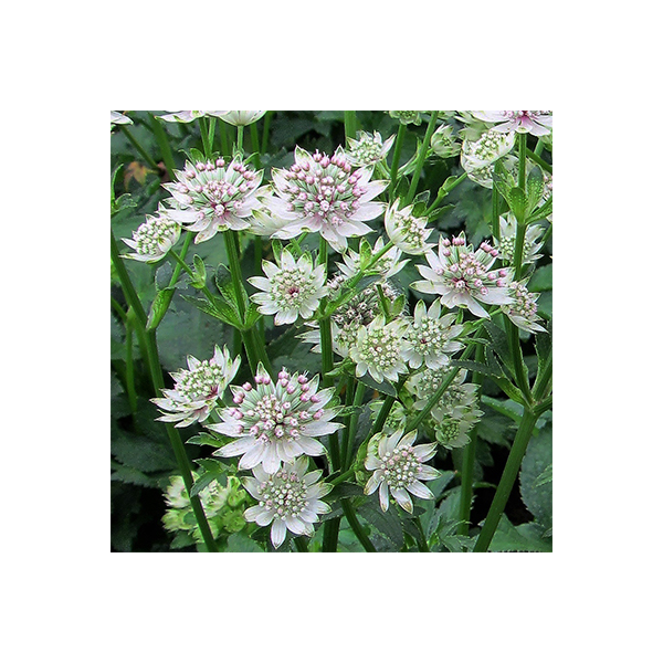 Astrantia major'Star of Billion'