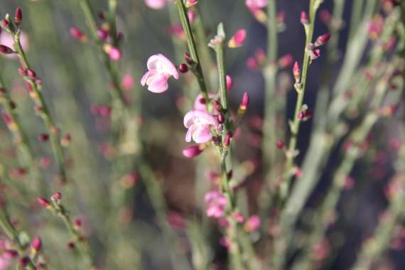 Cytisus'Moyclare Pink' 