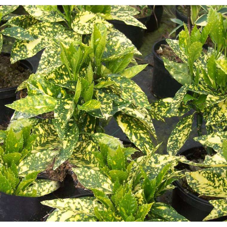 Aucuba japonica'Crotonifolia' 