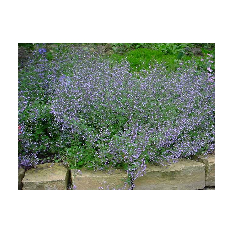 Calamintha nepeta'Blue Cloud'