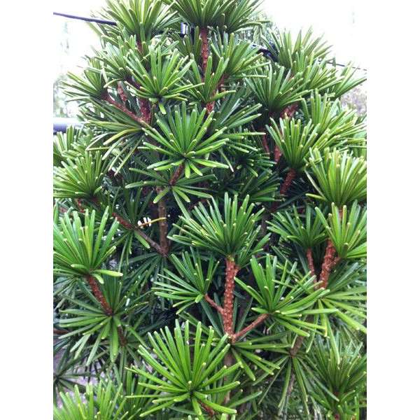 Sciadopitys verticillata'Sternschnuppe' 