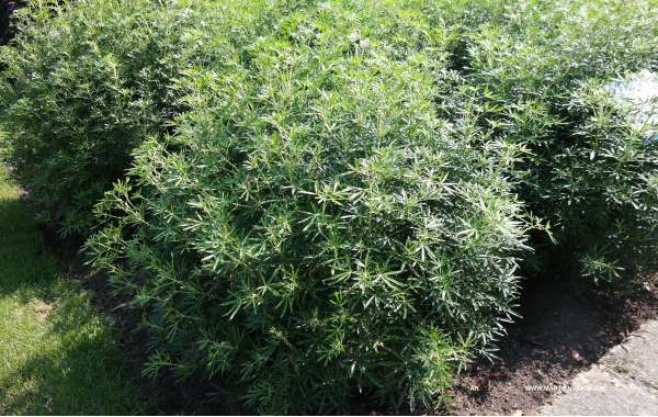 Choisya ternata'White Dazzler' 