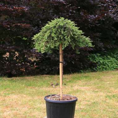 Juniperus communis'Green Mantle' 