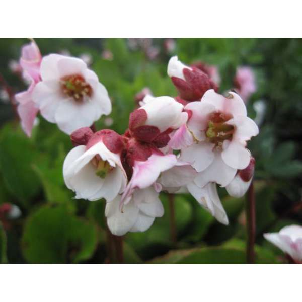 Bergenia'Harzkristall'