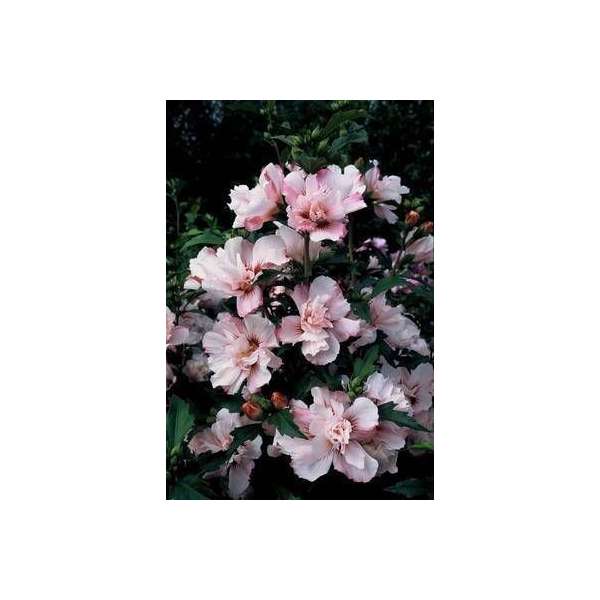 Hibiscus syriacus'Leopoldii' 