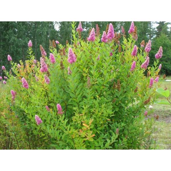 Spiraea billiardii 
