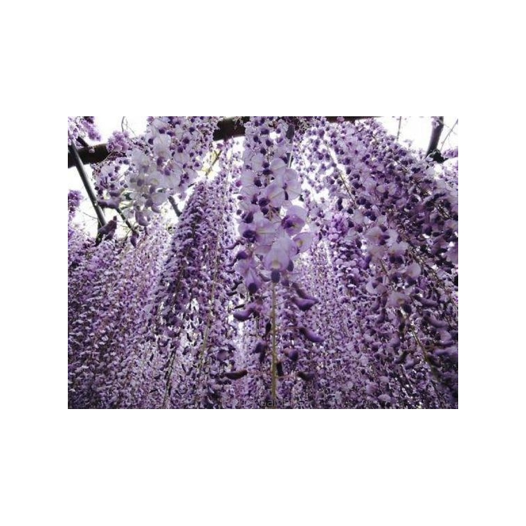 Wisteria florida'Domino' 