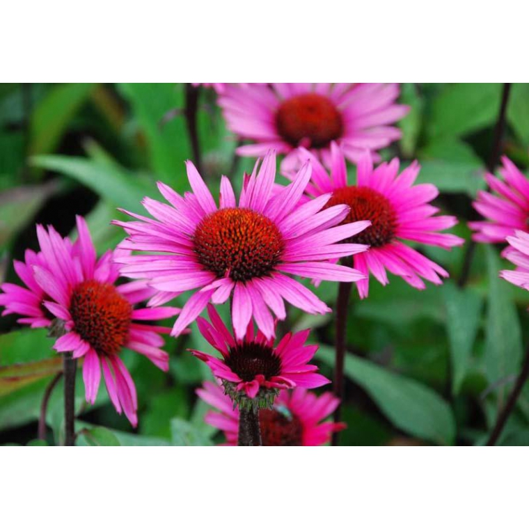 Echinacea'Fatal Atraction'