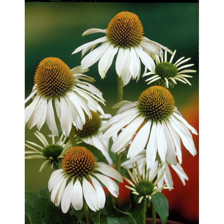 Echinacea purpurea'Alba'