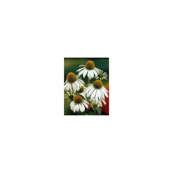 Echinacea purpurea'Alba' 