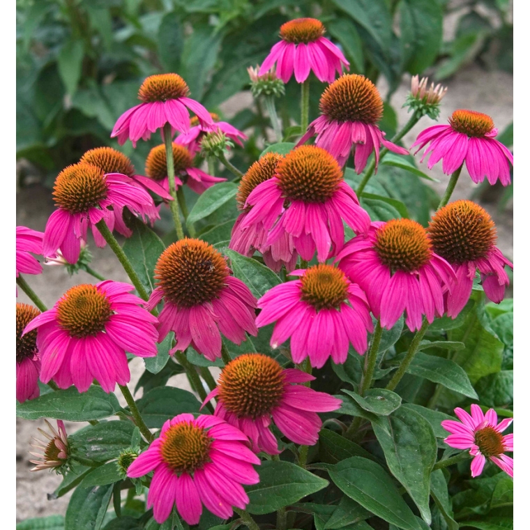 Echinacea'Pow Wow Wild Berry'