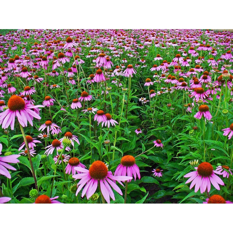 Echinacea purpurea