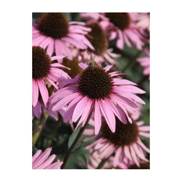 Echinacea purpurea'Augustkönigin'