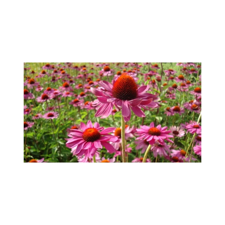 Echinacea purpurea'Rubinstern'