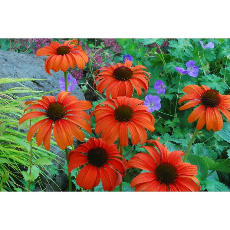 Echinacea'Tangerine Dream'