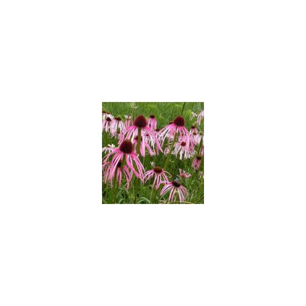 Echinacea pallida