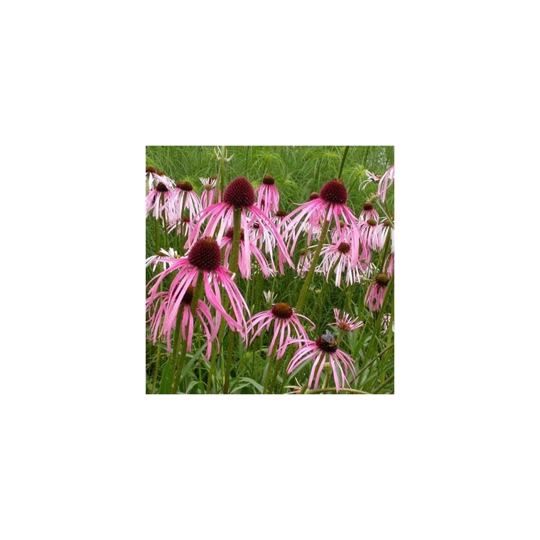 Echinacea pallida