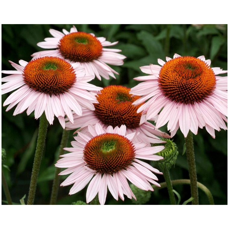 Echinacea purpurea'Hope'