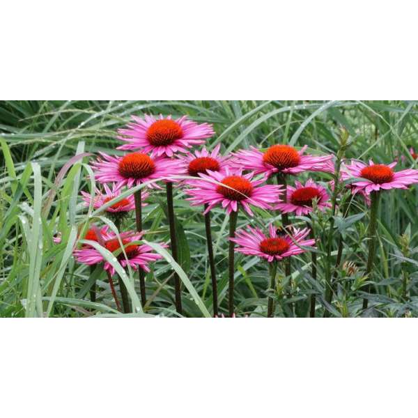 Echinacea purpurea'Pica Bella'