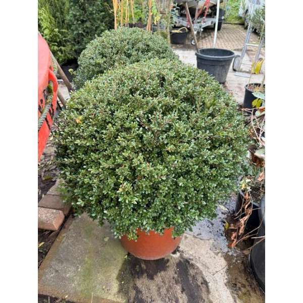 Ilex crenata'Glory Gem' 