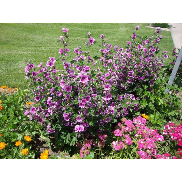 Malva sylvestris'Zebrina'