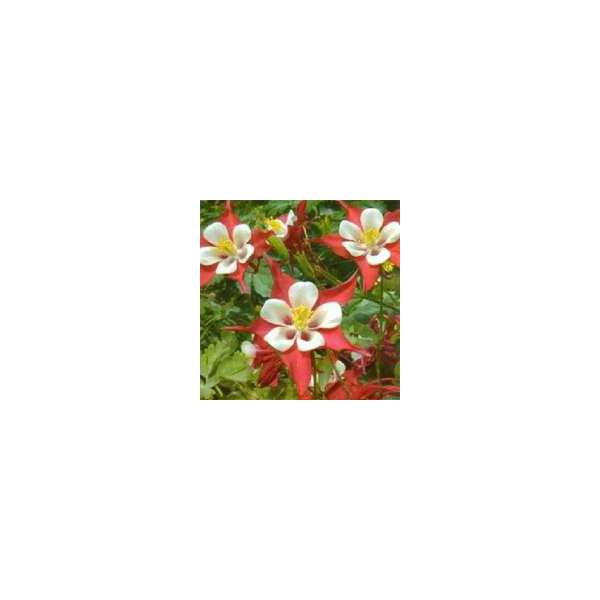 Aquilegia'Crimson Star' 