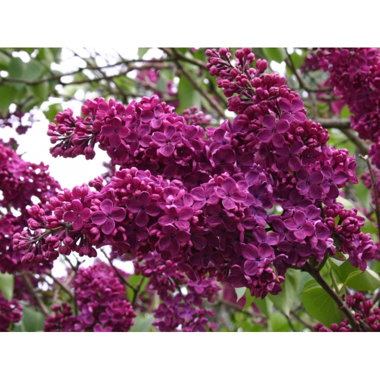 Syringa vulgaris'Andenken an Ludwig Späth' 