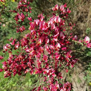 Cytisus'Roter Favorit' 