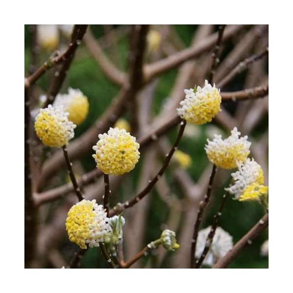 Edgeworthia chrysantha'Grandiflora' 
