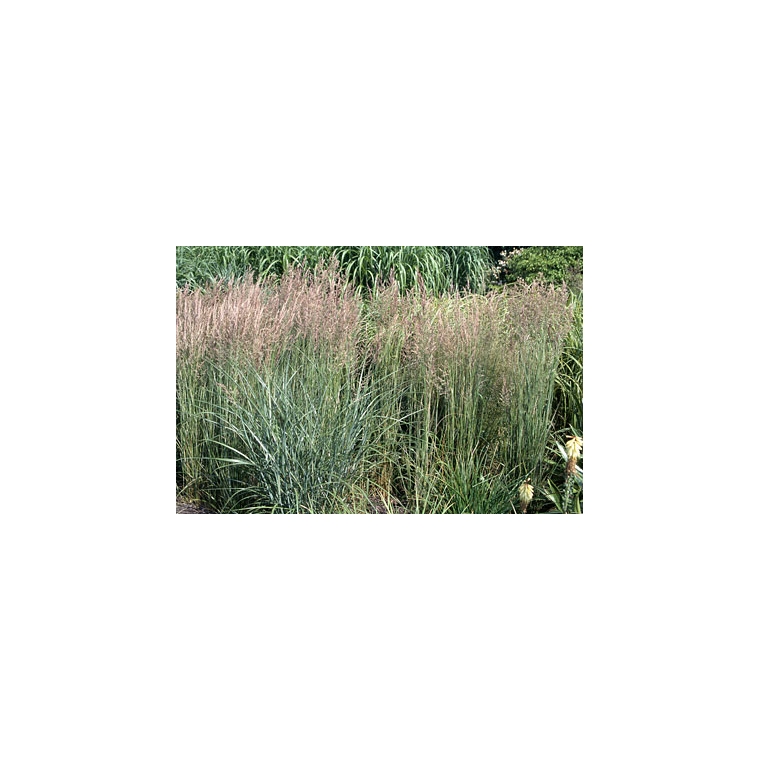 Calamagrostis acutiflora'Overdam'