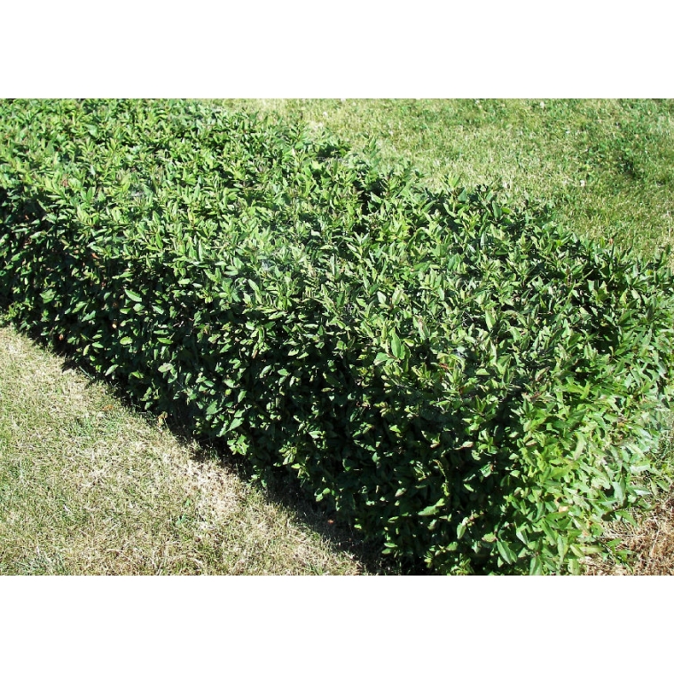Ligustrum vulgare'Lodense' 