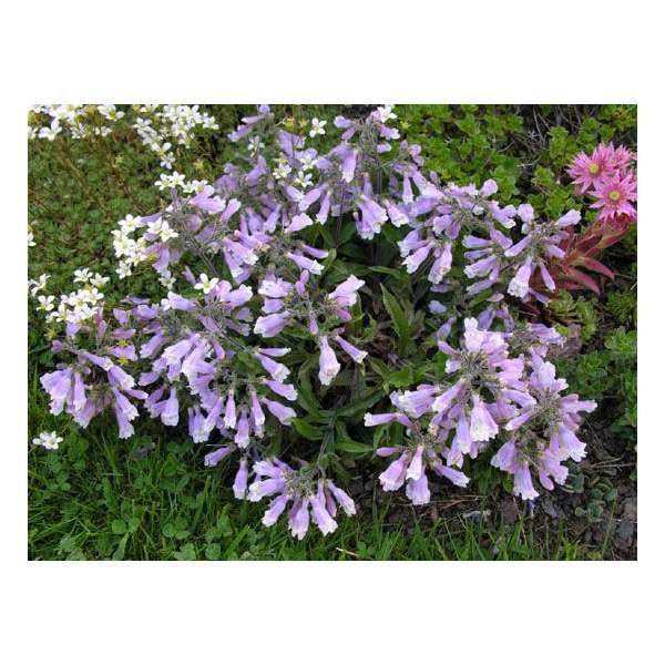 Penstemon hirsutus'Pygmaeus'