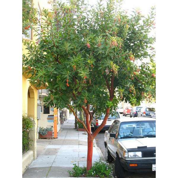 Arbutus unedo 