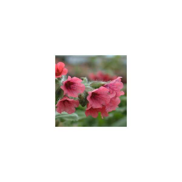 Pulmonaria rubra'Redstart'