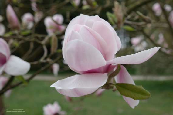 Magnolia soulageana'Lombardy Rose' 