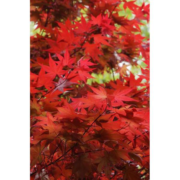 Acer palmatum'Orangeola' 