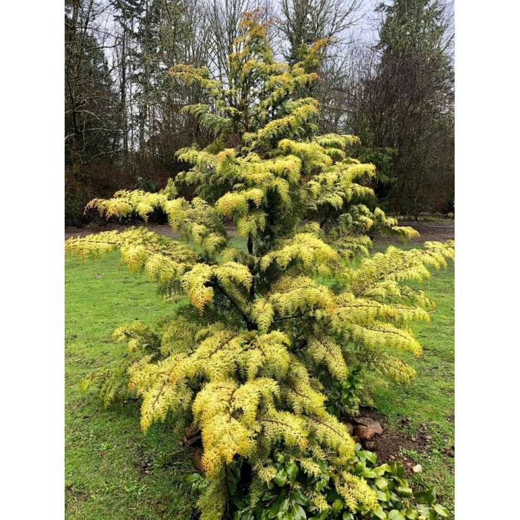 Chamaecyparis obtusa'Fernspray Gold' 