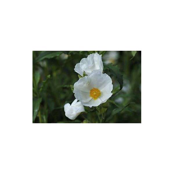 Cistus ledon 