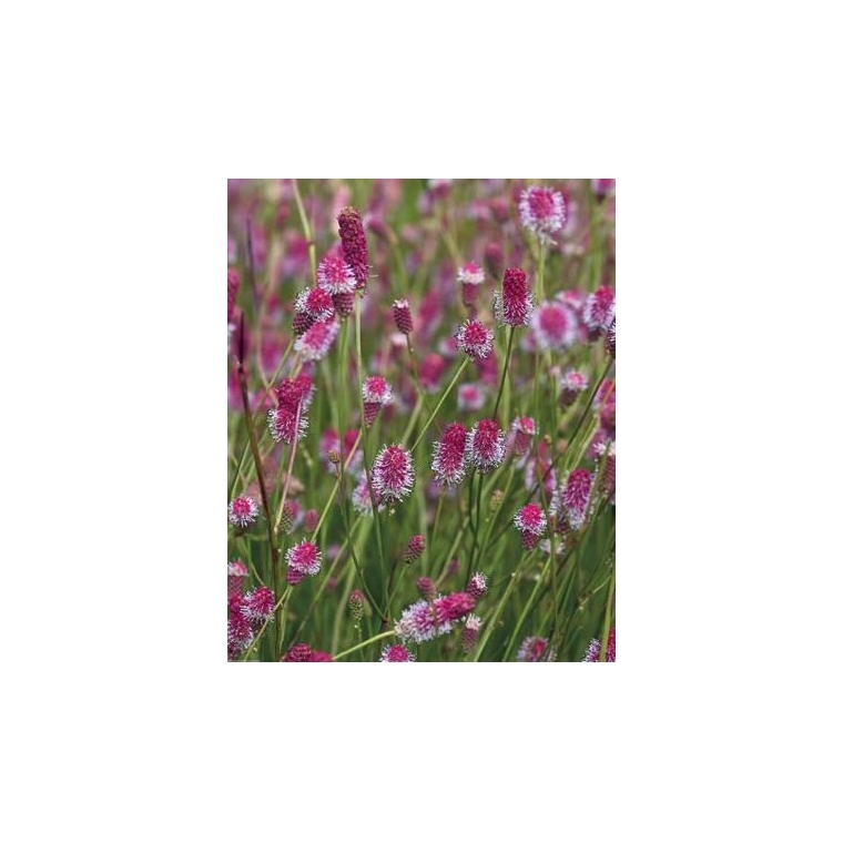 Sanguisorba officinalis'Pink Tanna'
