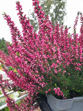 Calluna vulgaris'Loki' 