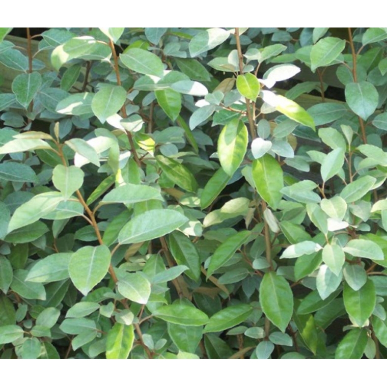 Elaeagnus ebbingei 