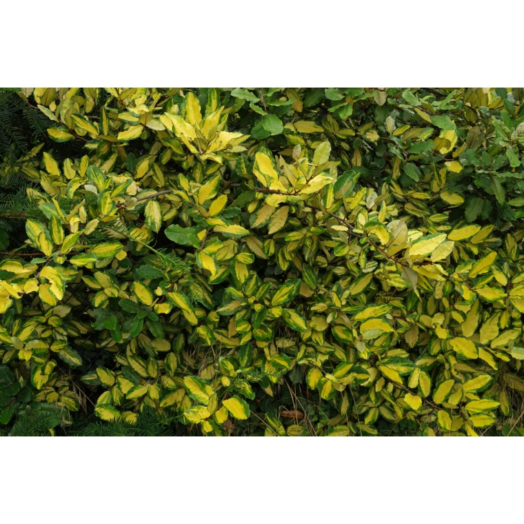 Elaeagnus pungens'Maculata' 