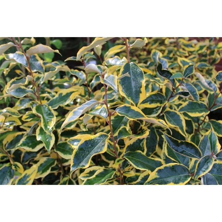 Elaeagnus ebbingei'Gilt Edge' 
