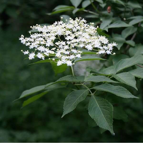 Sambucus nigra 