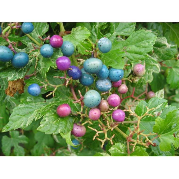 Ampelopsis glandulosa'Elegans' 