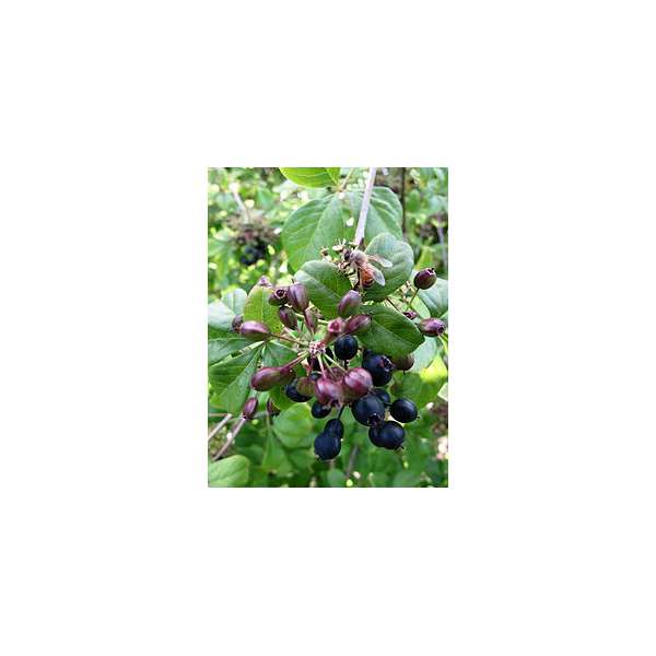 Eleutherococcus sieboldianus 