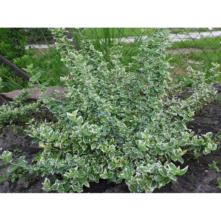 Euonymus fortunei'Emerald'n Gaiety' 