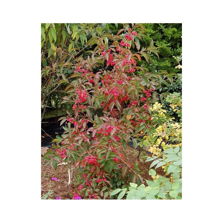 Euonymus europaeus'Red Cascade' 