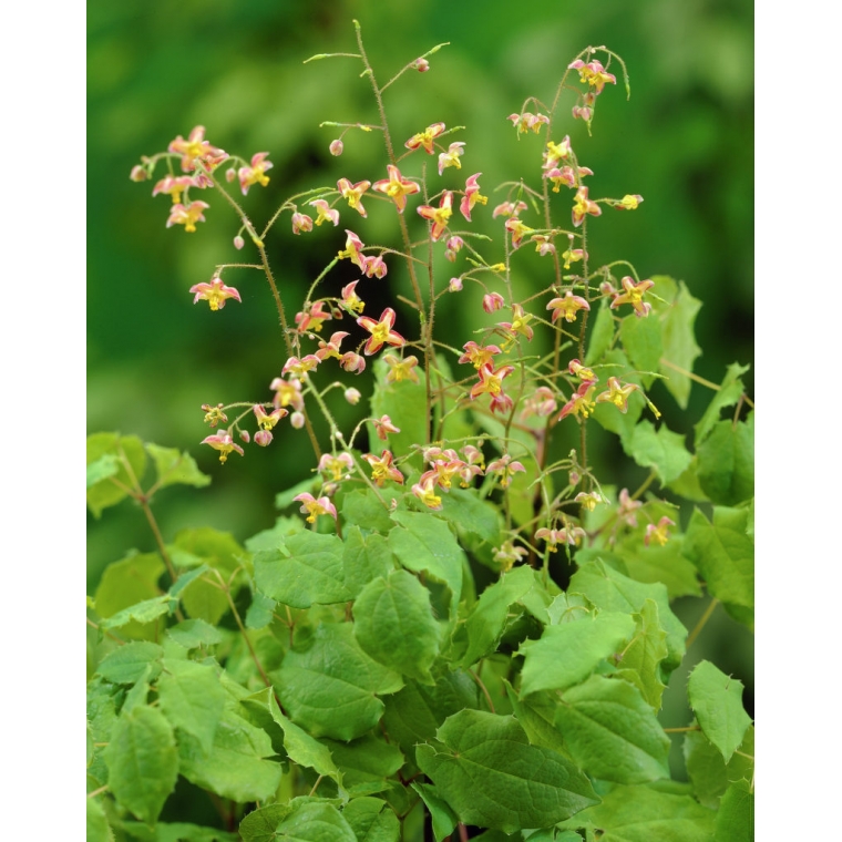 Epimedium cantabrigiense